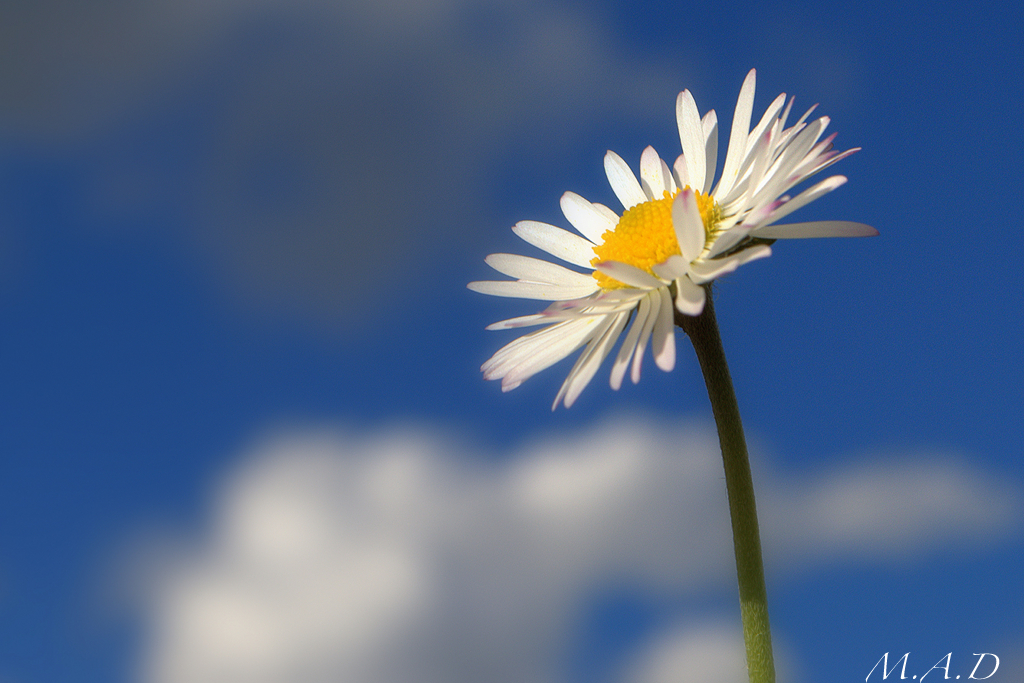 00004/daisy_0.jpg