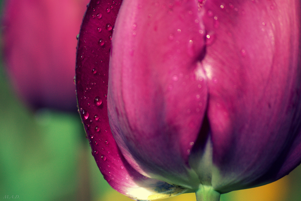 00005-tulips/tulip.jpg