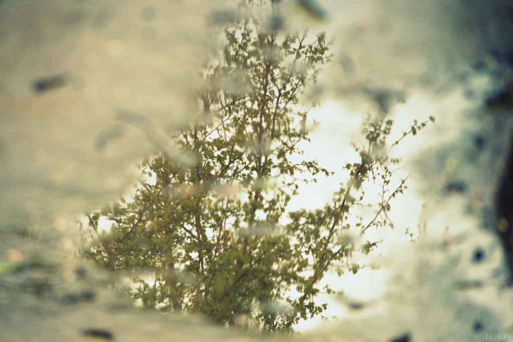 00006-reflections/dsc_3429-nef_.jpg