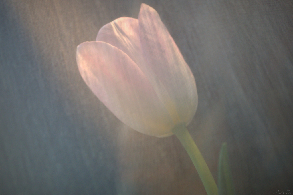 00009/shytulip1.jpg
