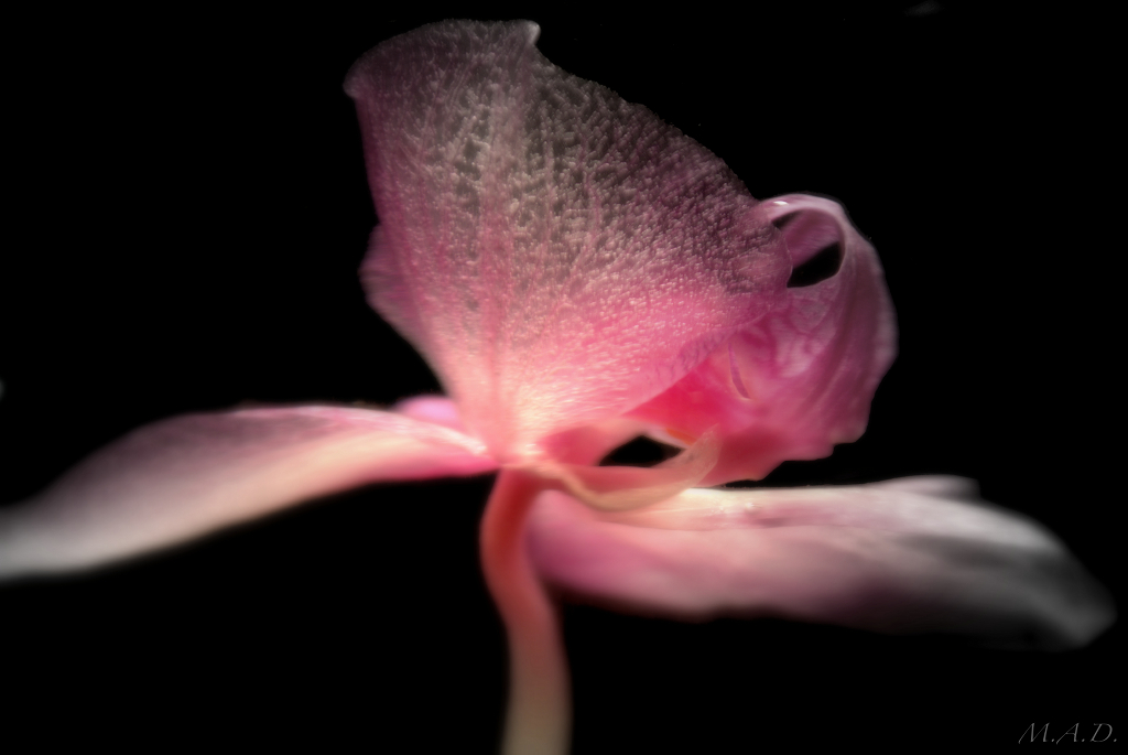 00016-orchid/dsc_2056_2.jpg
