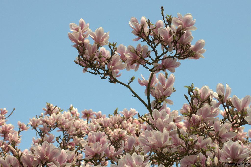 00018-magnolia/magnolia0.jpg