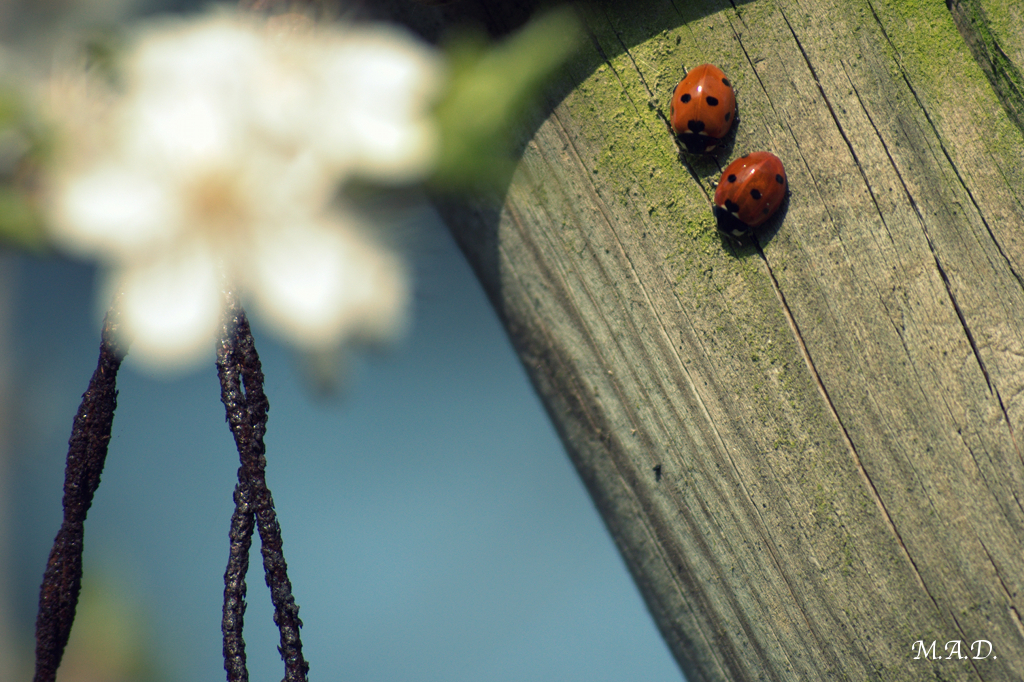 00022/ladybirds.jpg