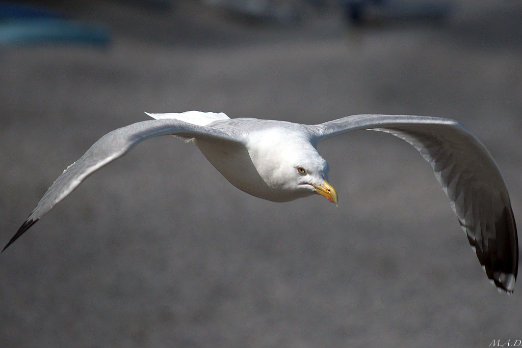 00023/gull3.jpg