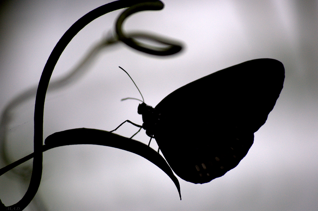 00029-butterfly/butterfly1.jpg